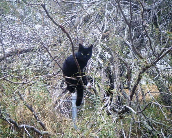 Tree Cat  January  2017  She lives in the tree and only comes down to eat.   I call her Blackie