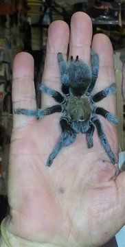 Big Spider  June 2016 Not my Pet